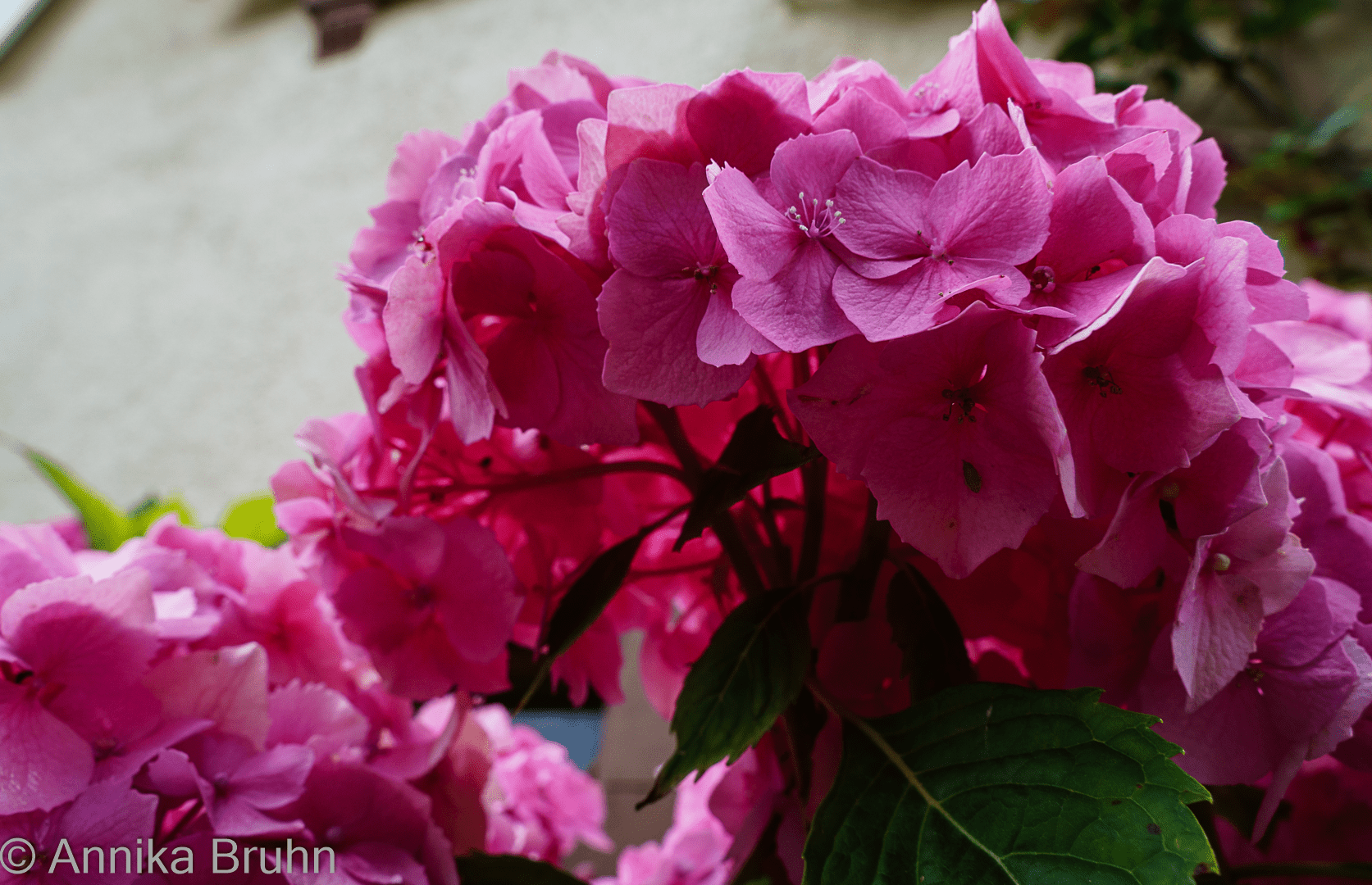 Hortensie im Sonnenlicht!